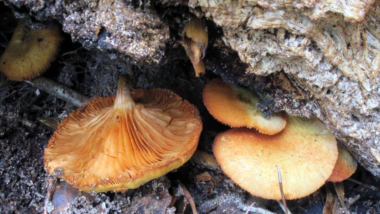 Gymnopilus penetrans