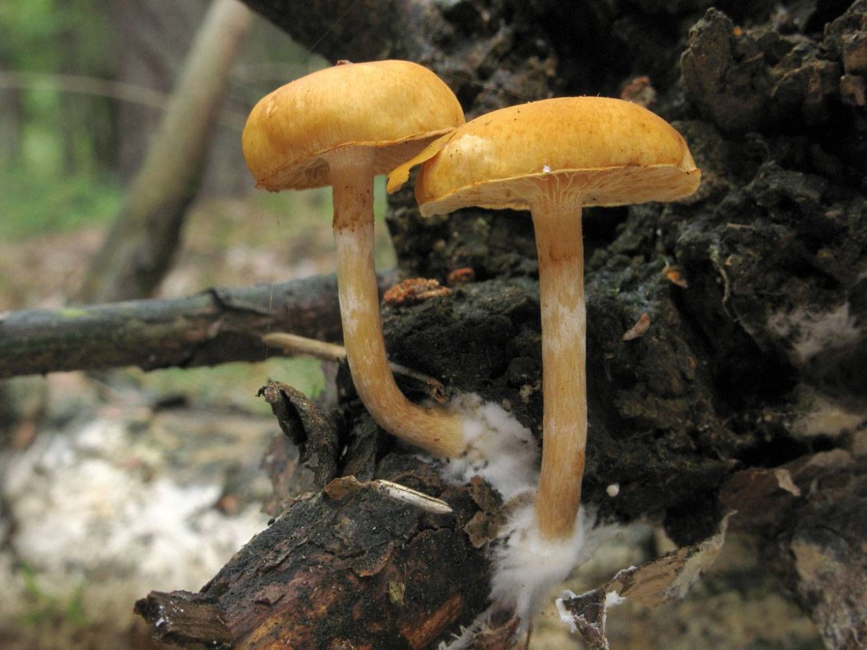 Spectacular Rustgill