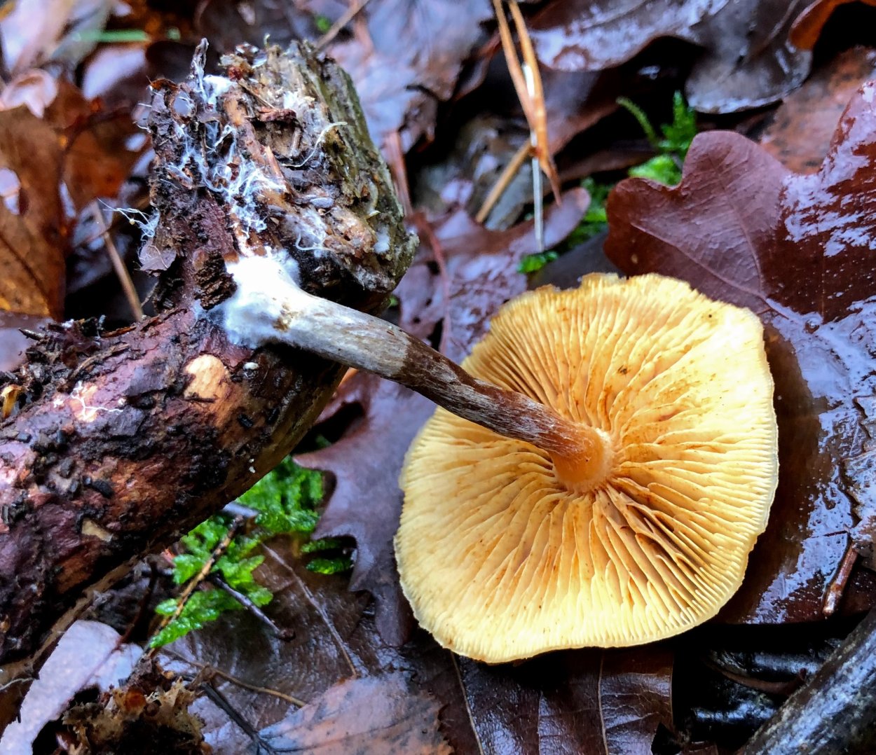 Гимнопил проникающий Gymnopilus penetrans