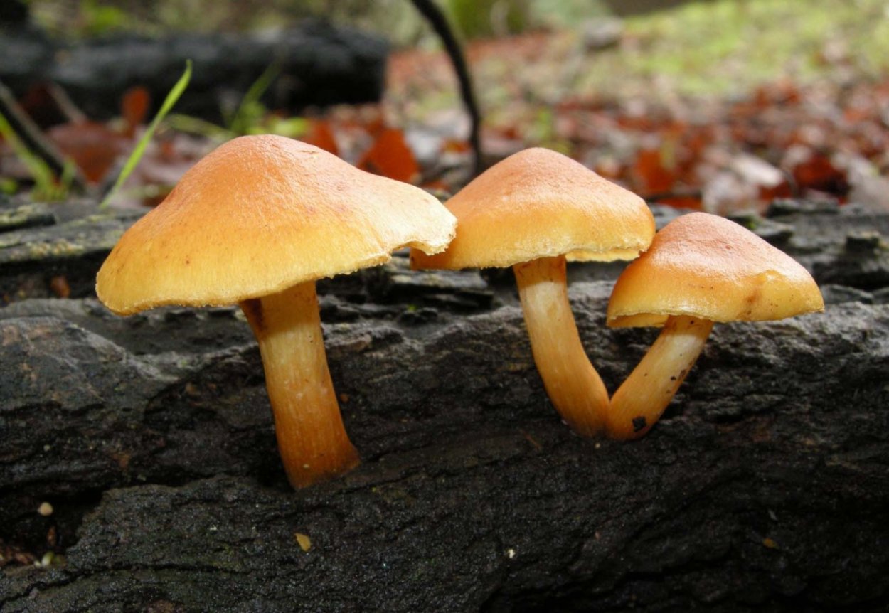 Гимнопил Сосновый Gymnopilus sapineus