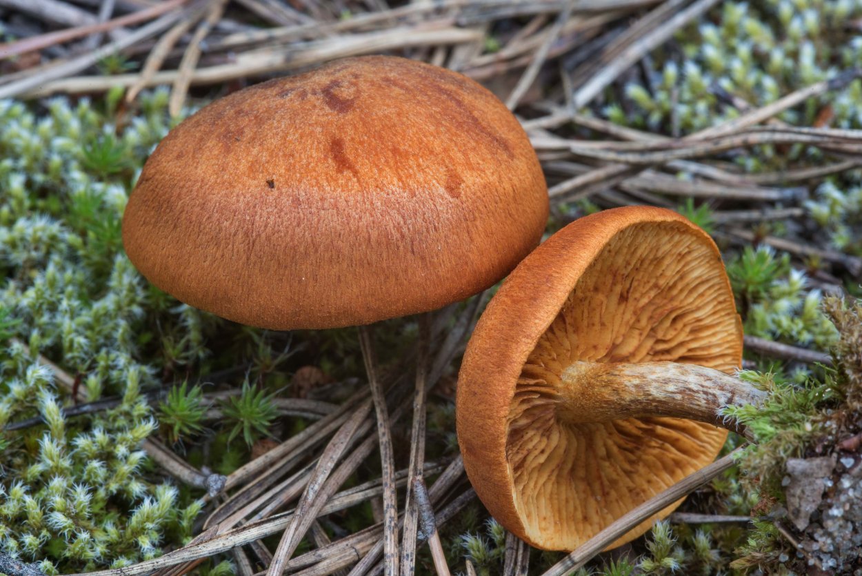 Гимнопил исчезающий