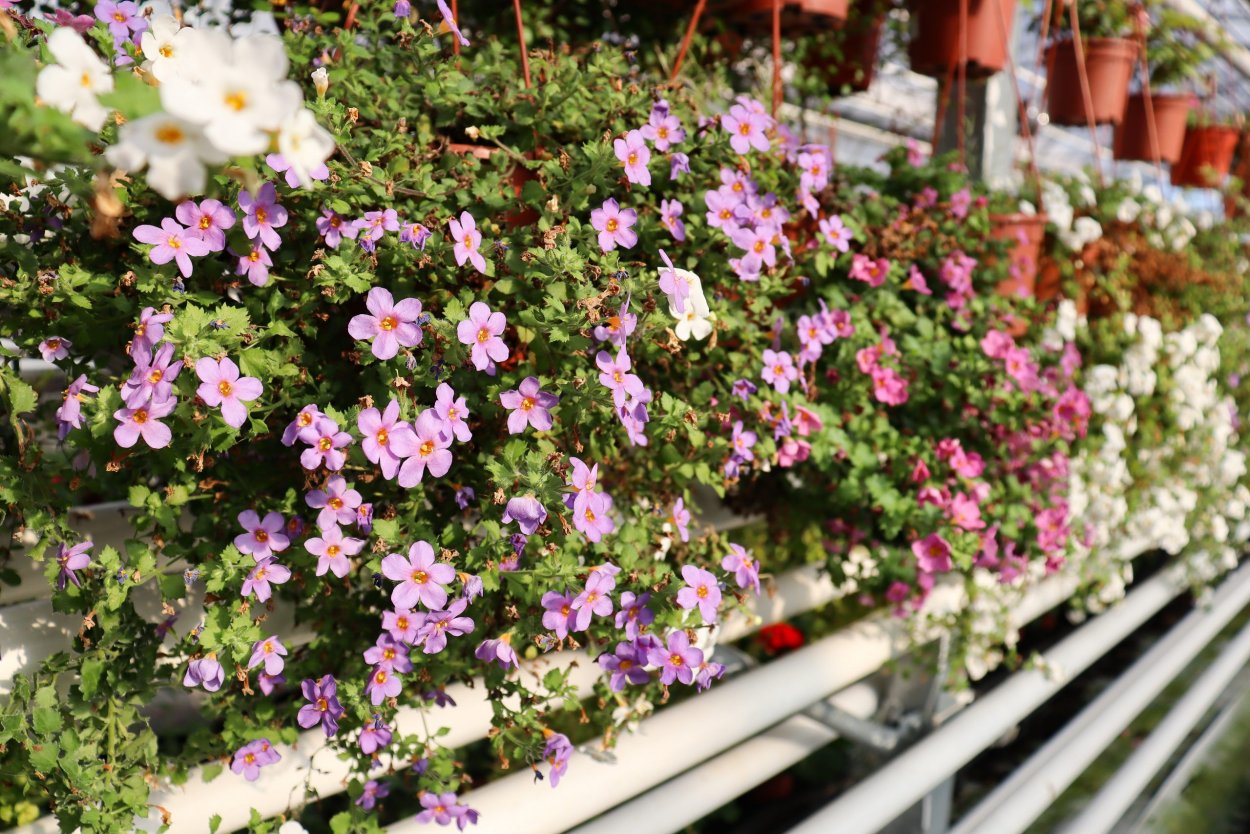 Будра ампельная