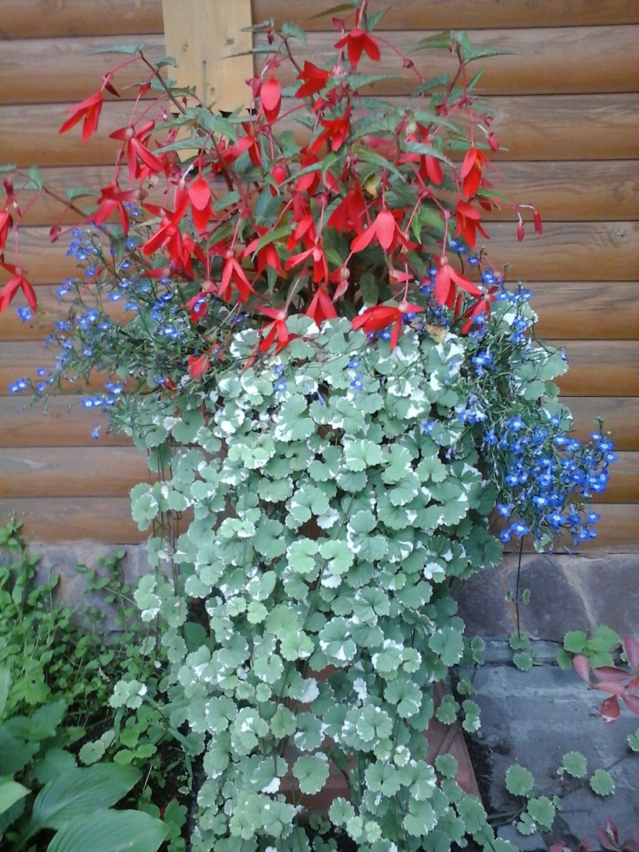 Бальзамин Вербена лобелия