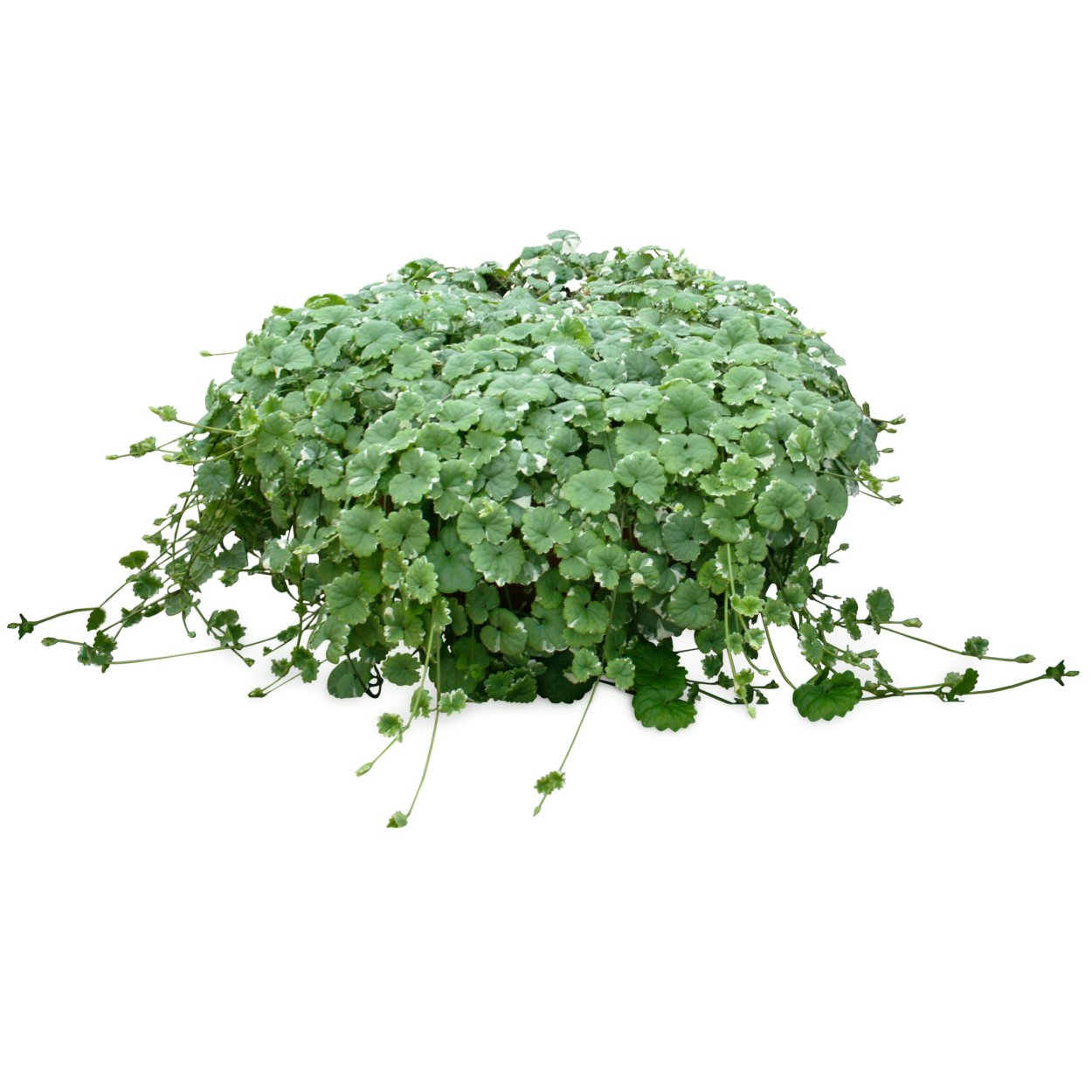 Глехома будра плющевидная Вариегата