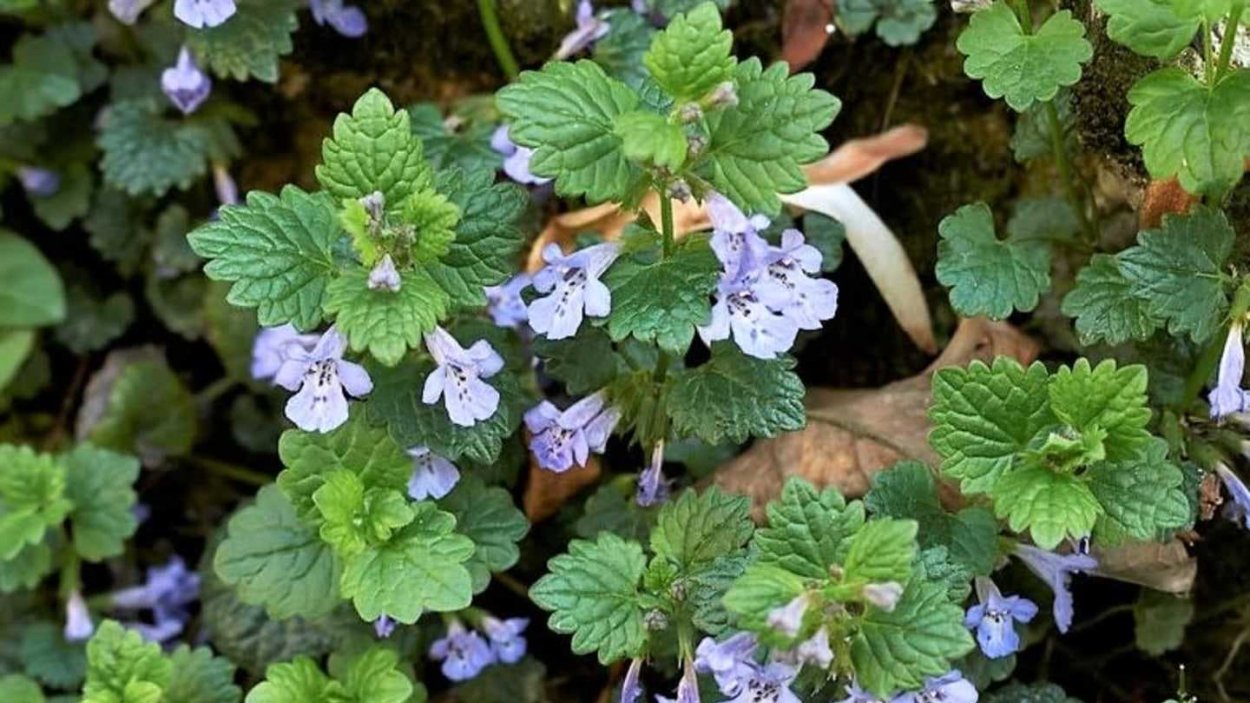 Дисхидия ампельная