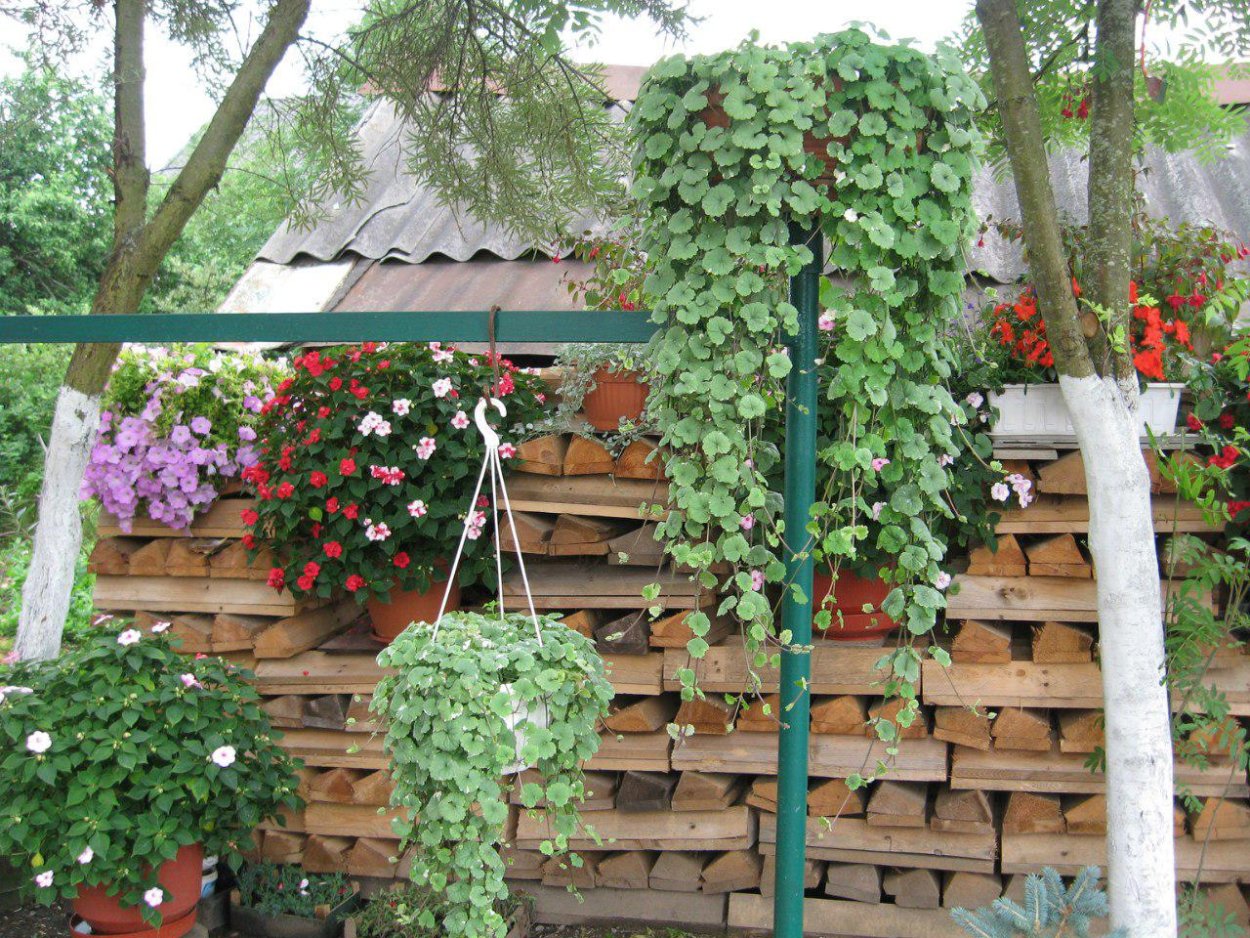 Будра плющевидная ампельная