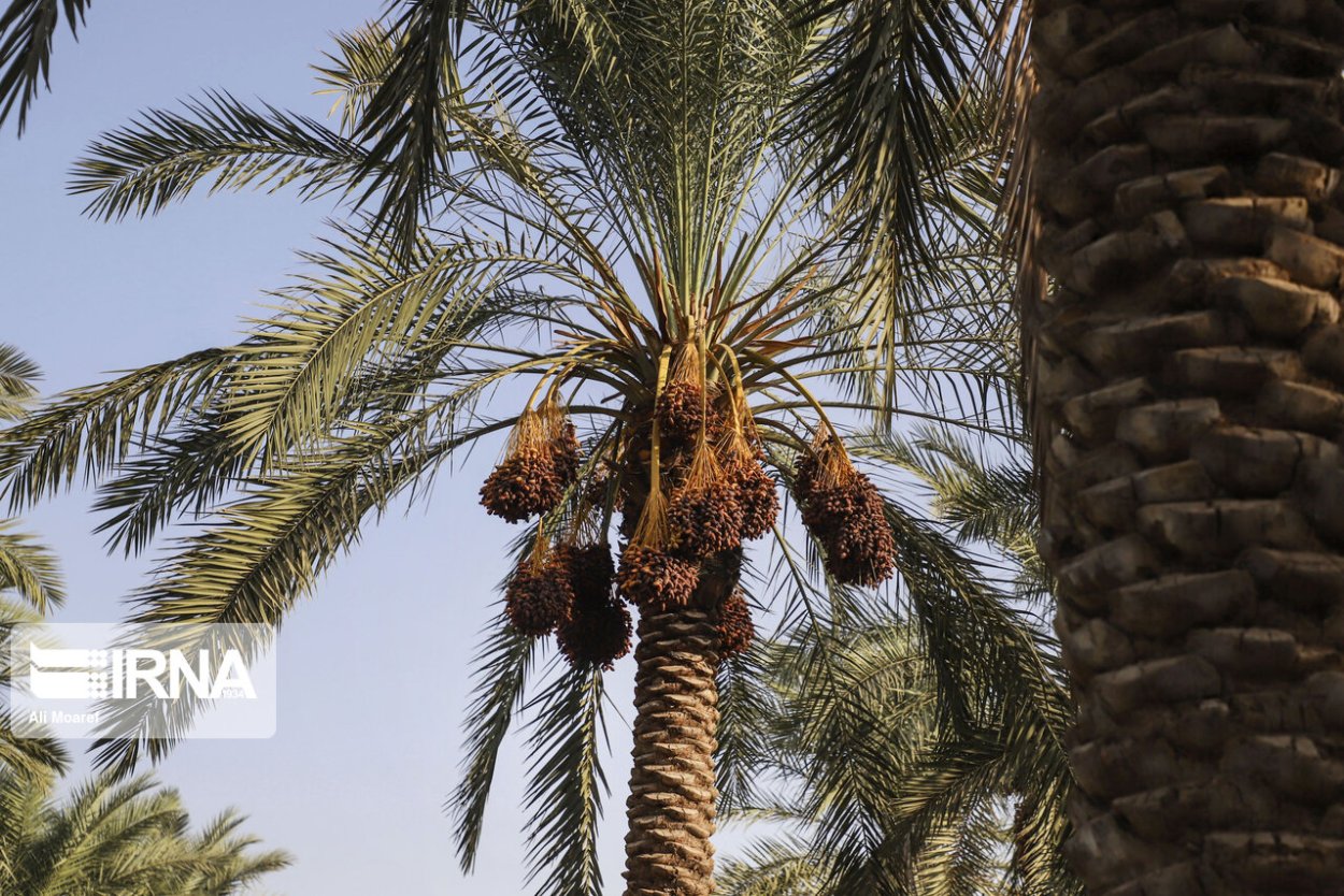 Финиковая Пальма Мазафати