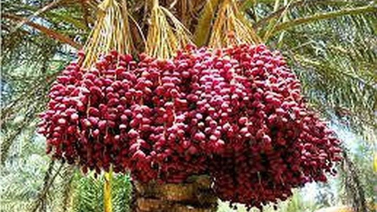 Королевский финик дерево