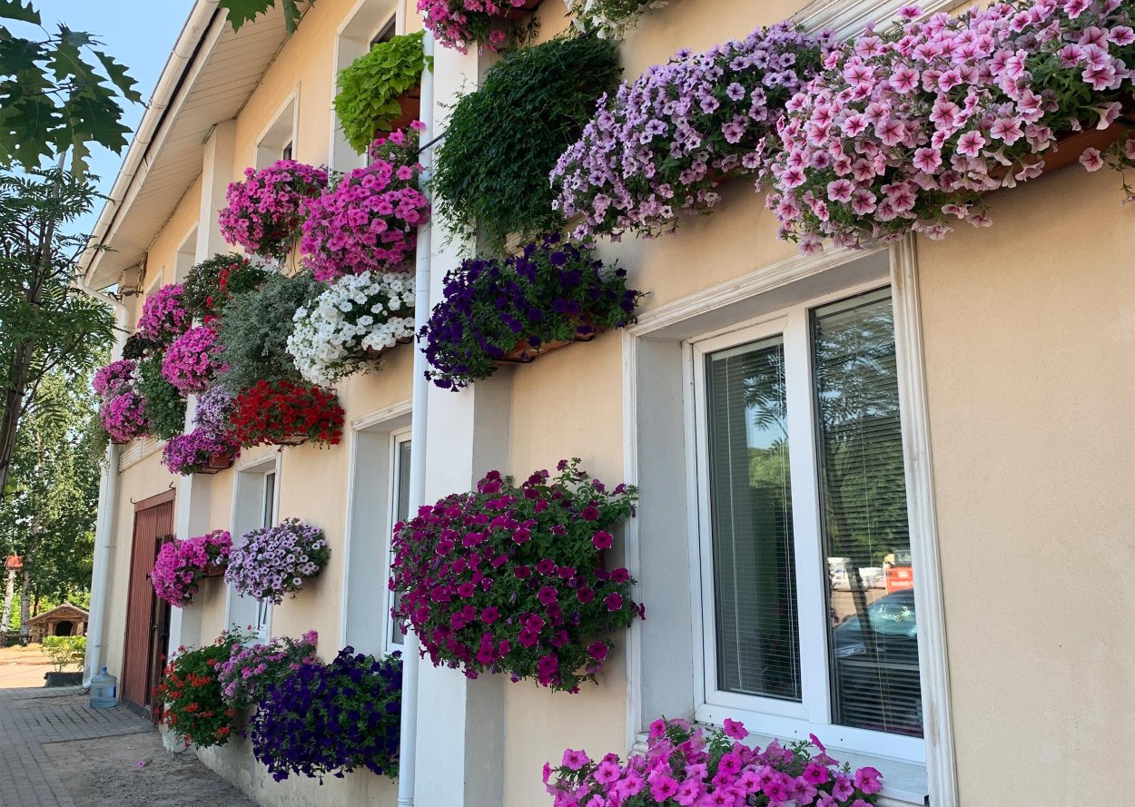 Будра ампельная