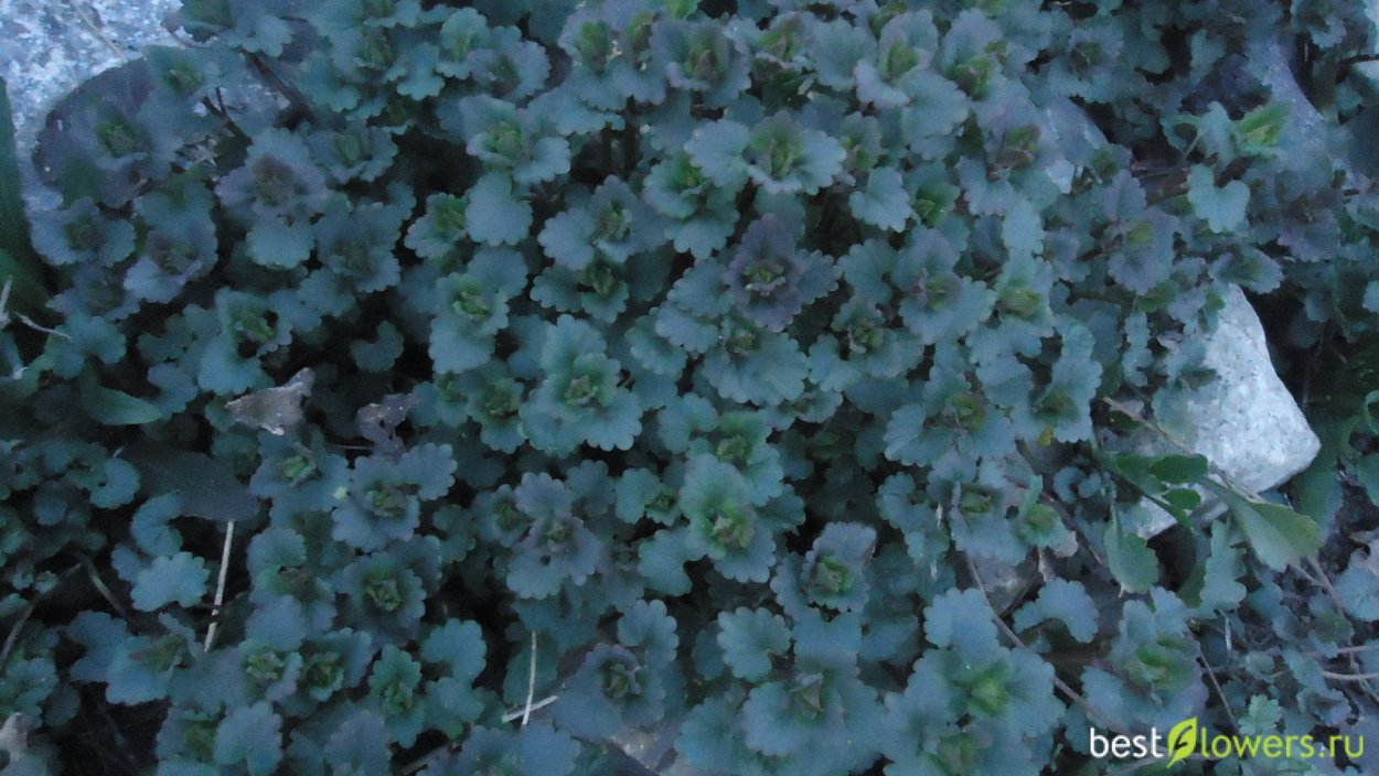 Собачья мята будра плющевидная Вариегата