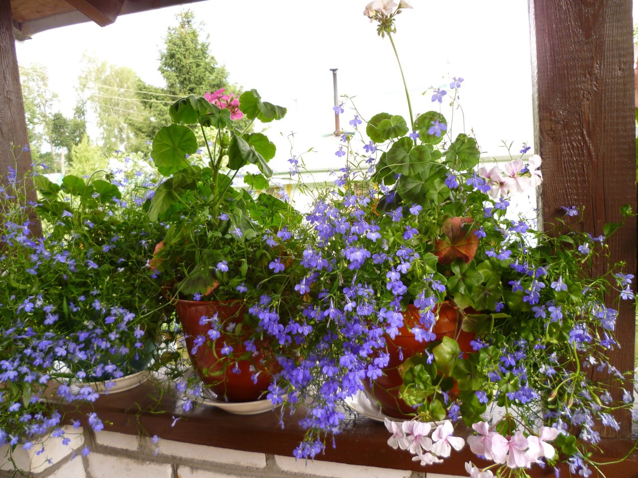 Будра плющевидная Вариегата