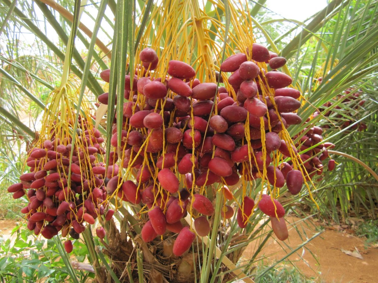 Королевские финики меджул Израиль