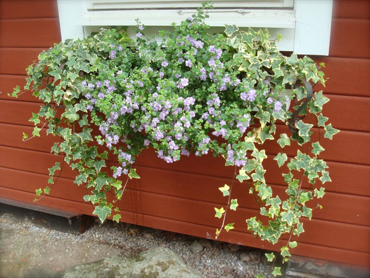 Будра ампельная