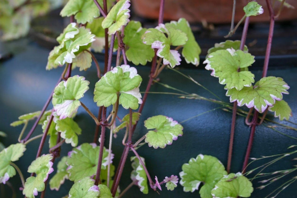 Цветок Бакопа ампельная