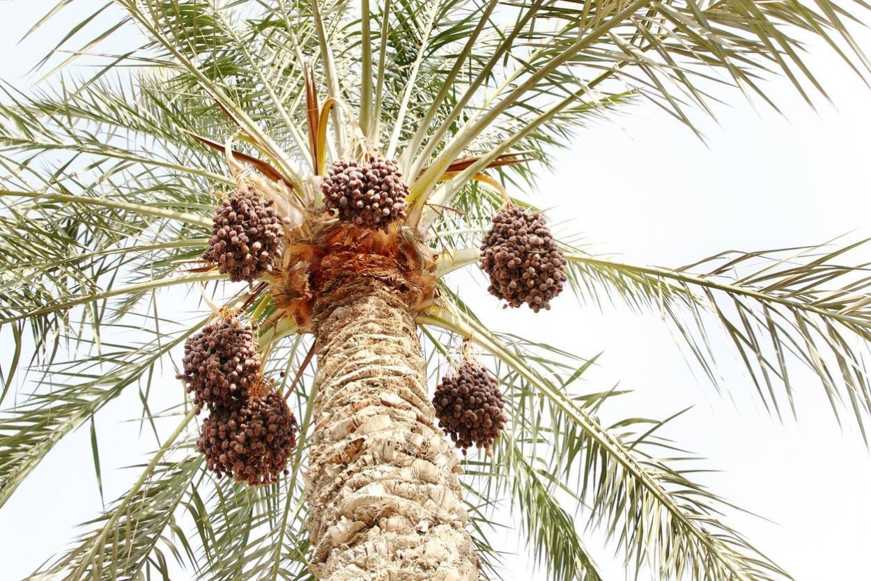 20 Фактов о финиках