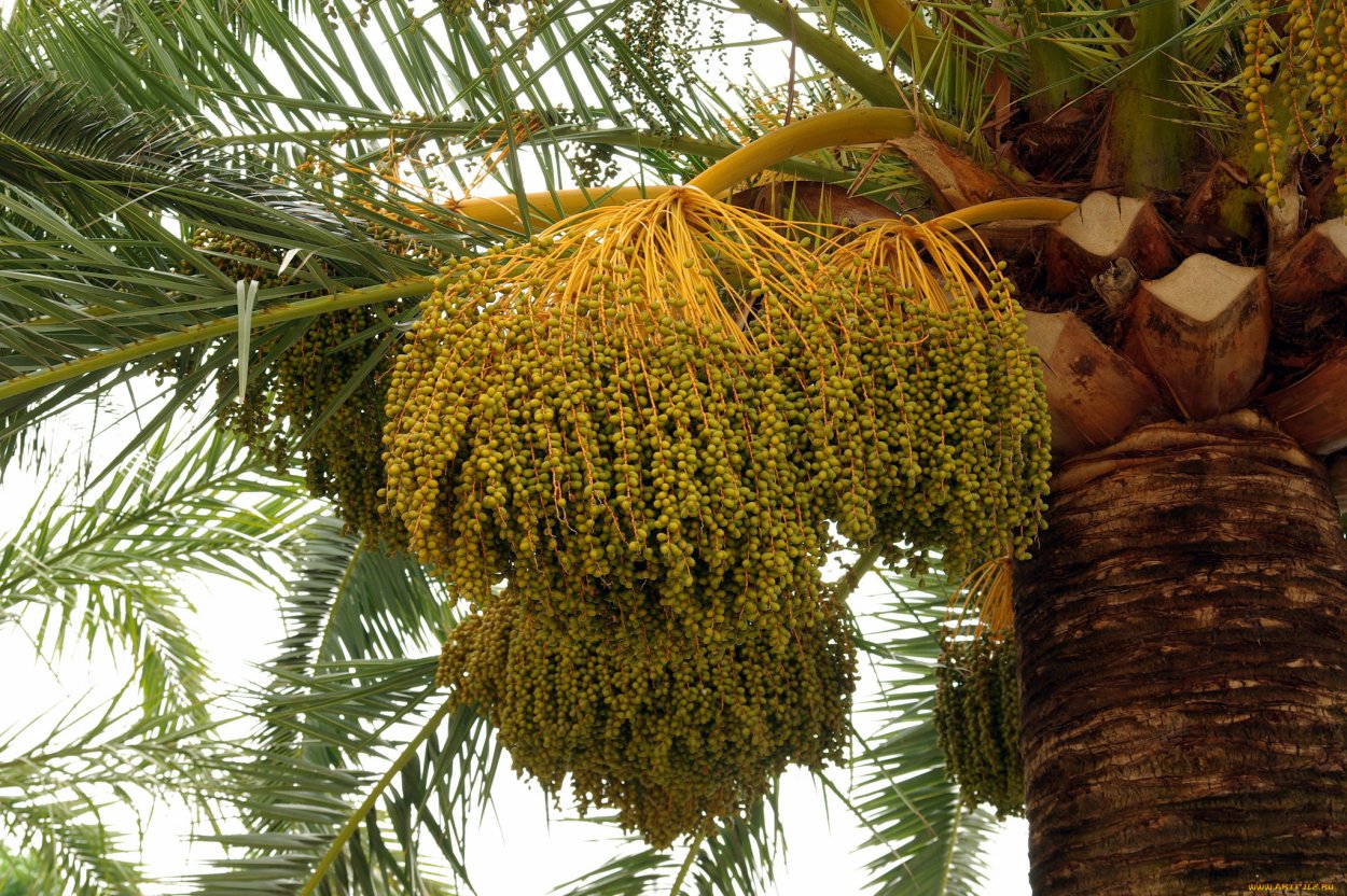 Финики Аджва дерево