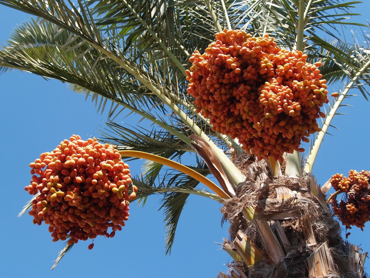 Финиковое дерево пророка