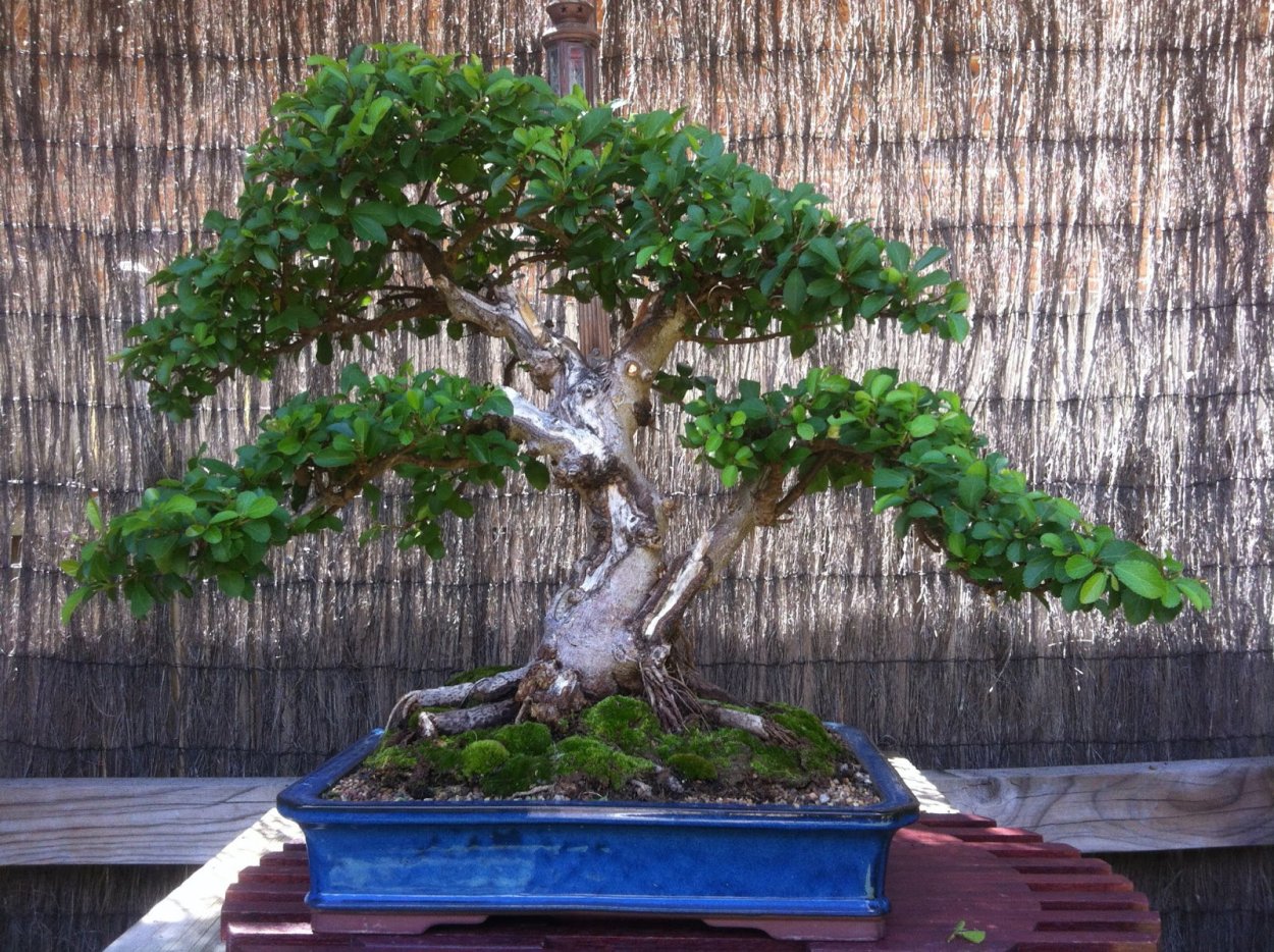 Куфея бонсай