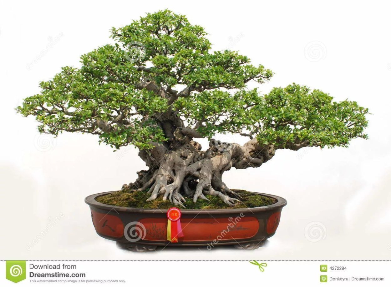 Плант микс бонсай