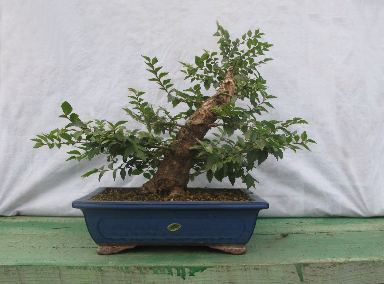 Конский каштан бонсай