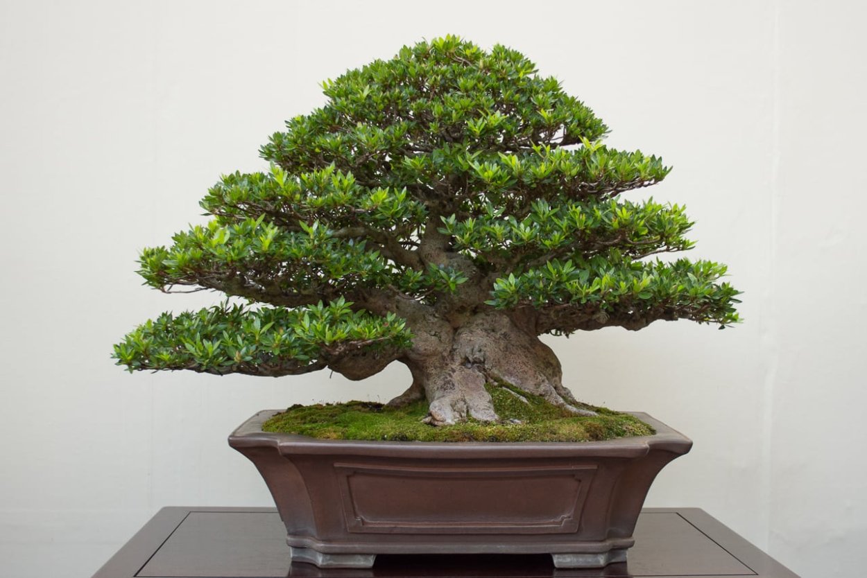 Оби дерево бонсай