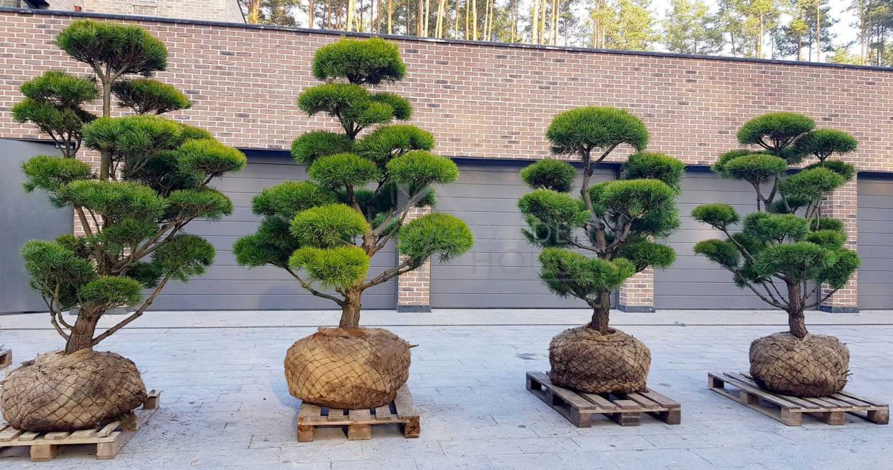 Pinus wallichiana Bonsai