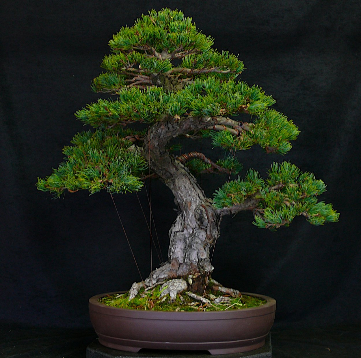 Камфорный лавр бонсай