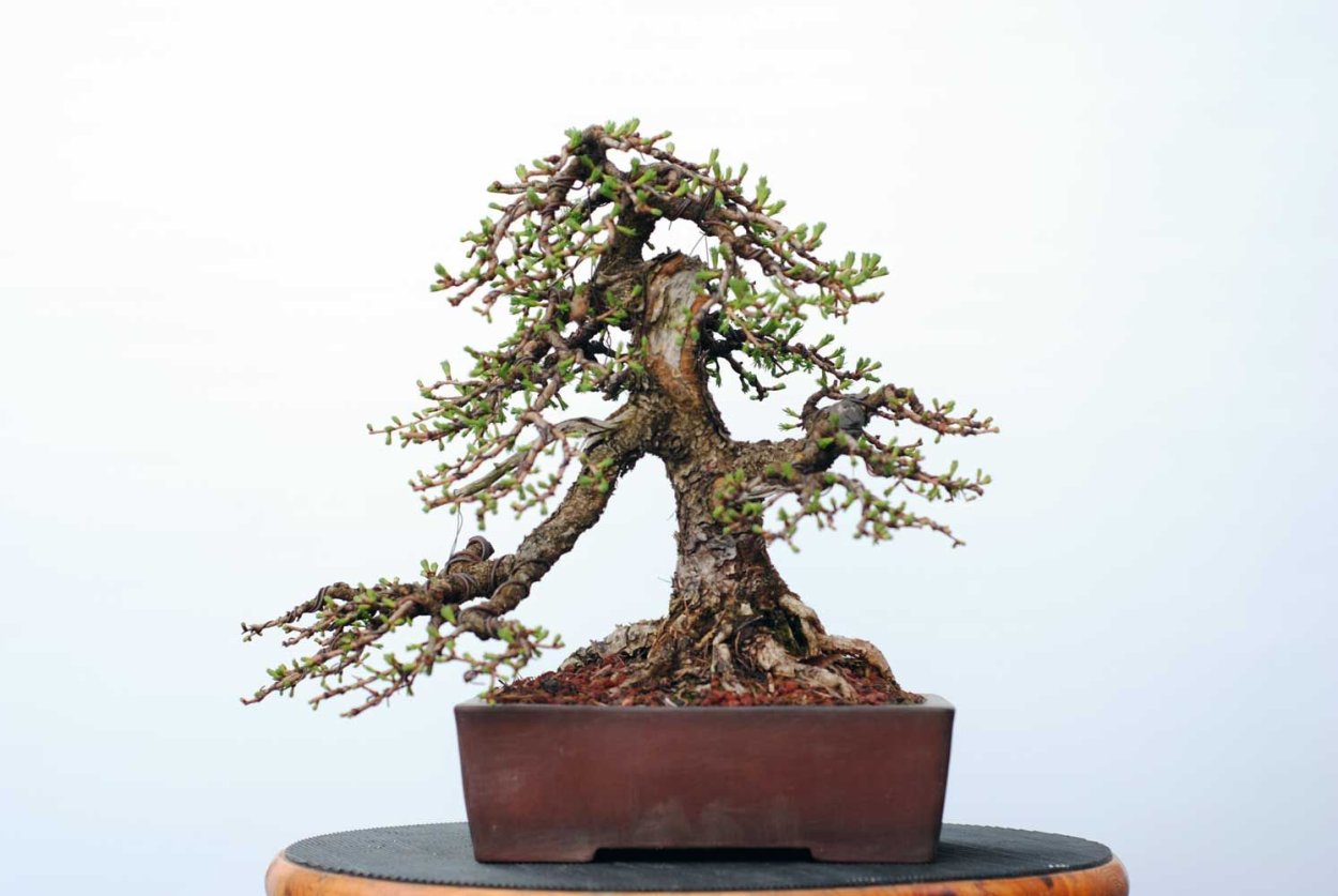 Разновидность дерева Банзай