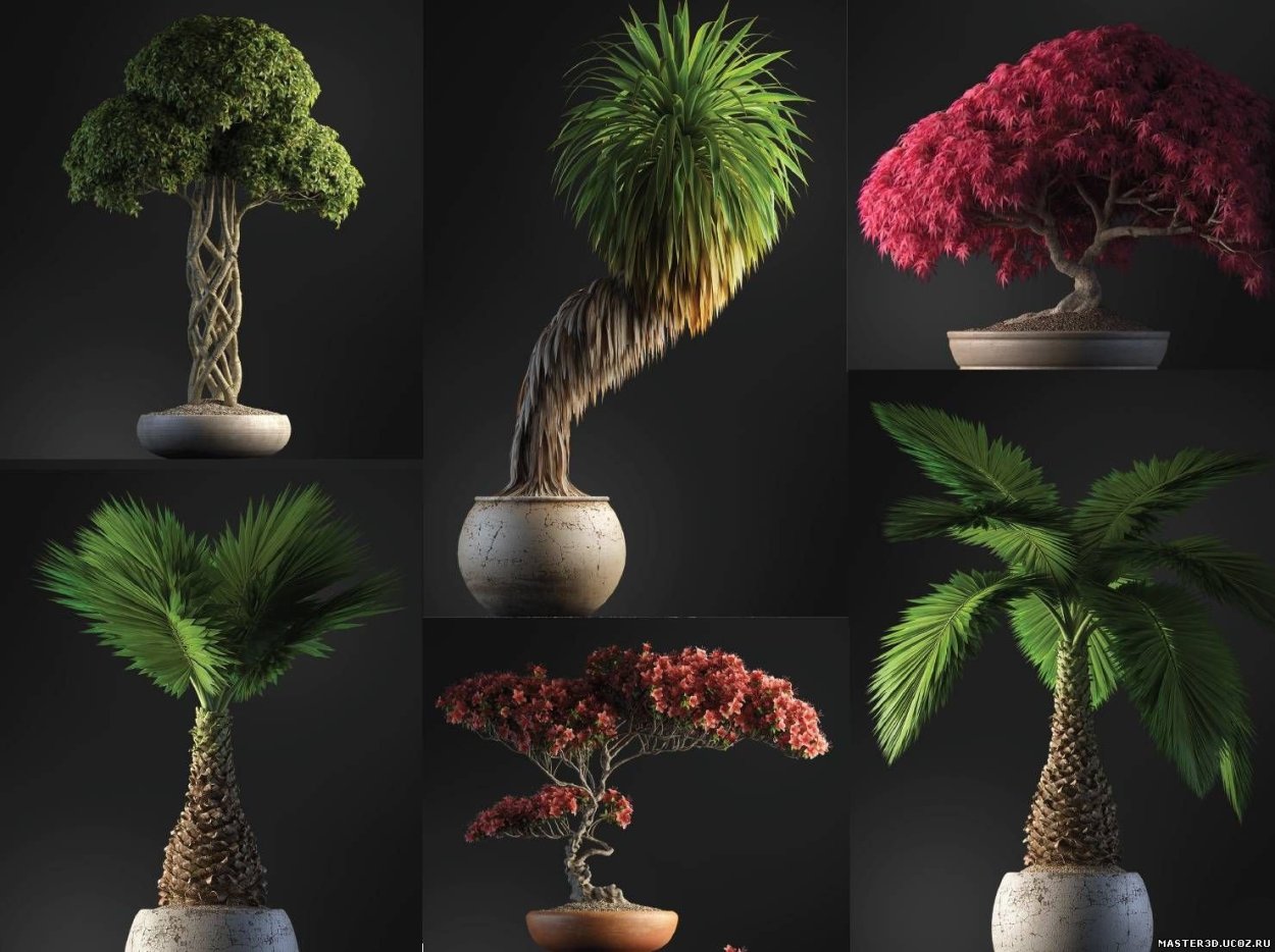 Бонсай граб