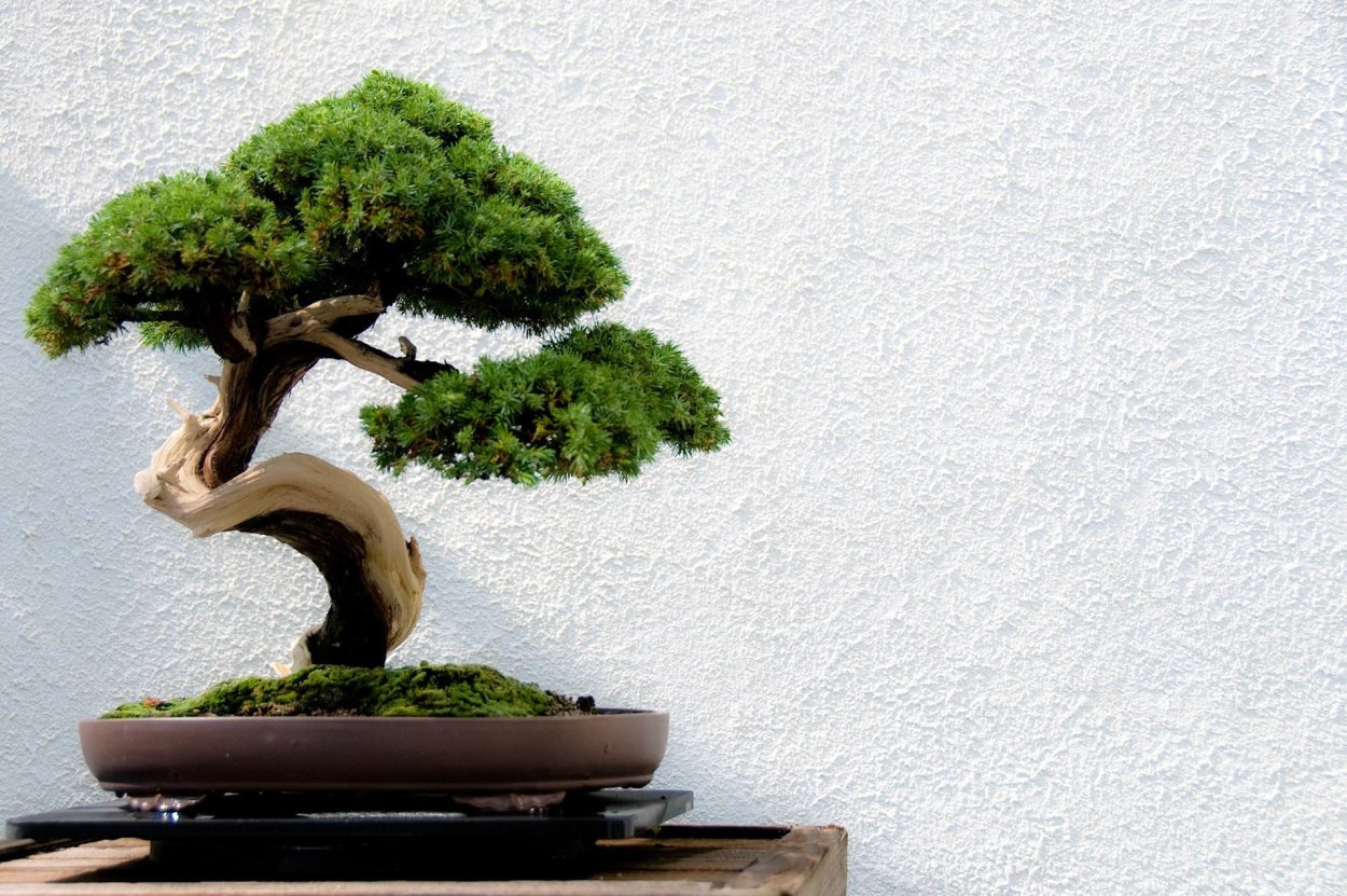 Маленький бонсай из бисера