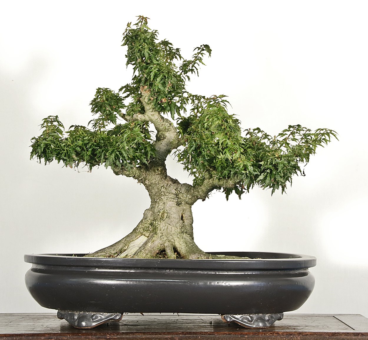 Виноградная лоза бонсай