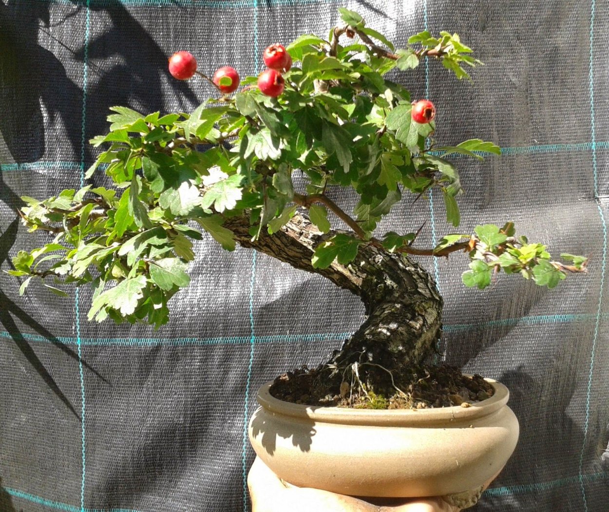 Тамаринд бонсай