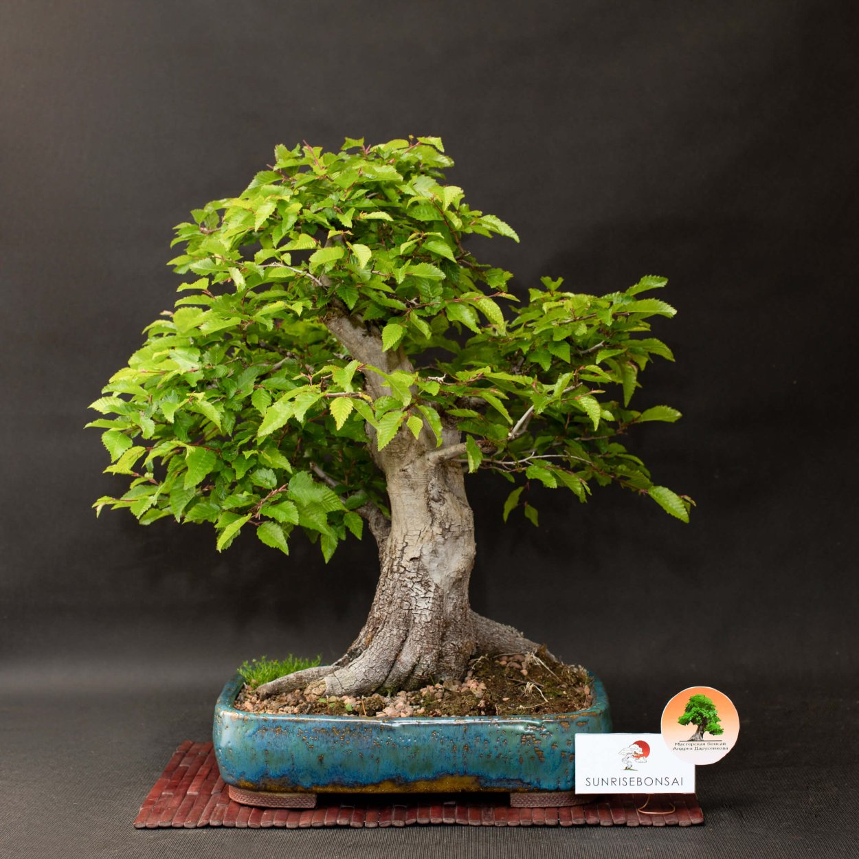 Каштан дерево бонсай