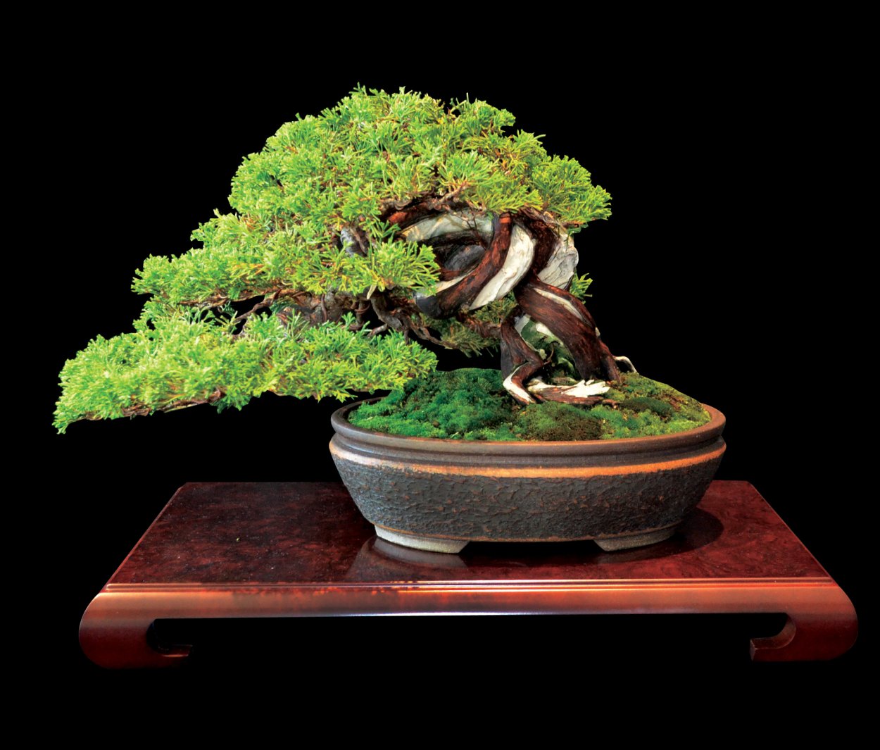 Сейба бонсай