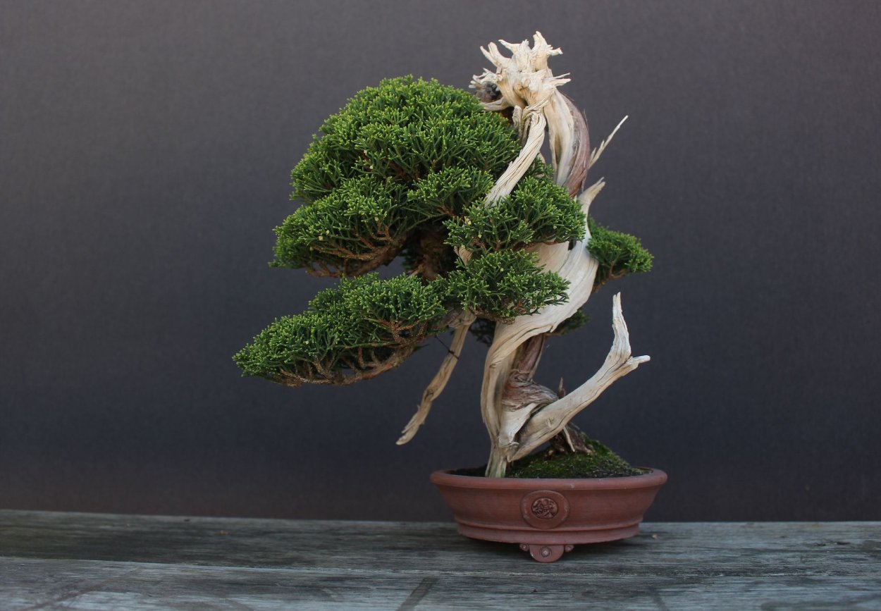 Кокедама шар из мха