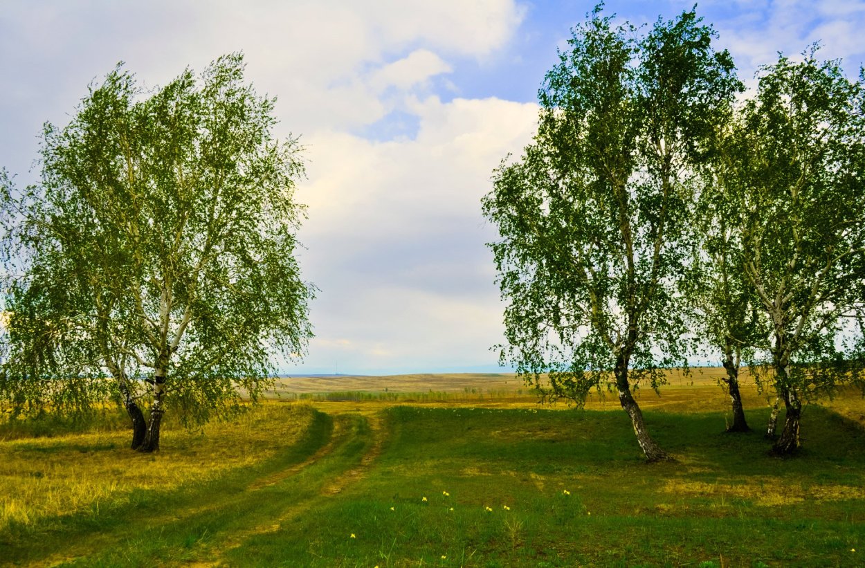 Лето в России с рекой березы