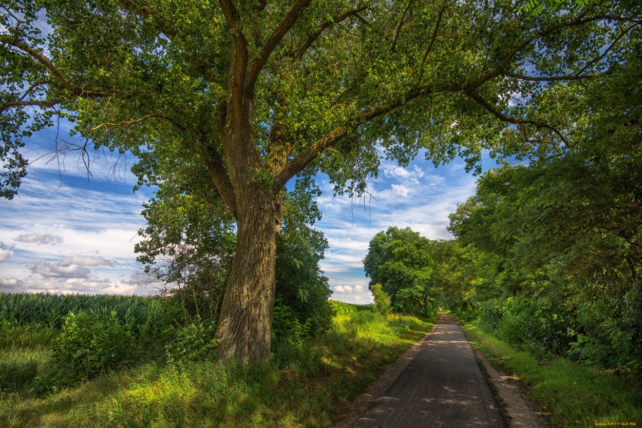Летний пейзаж с деревьями