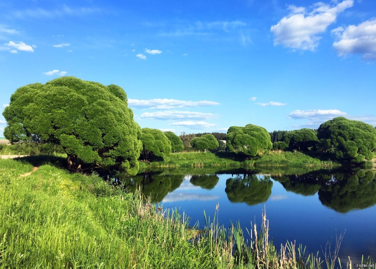 Лето природа