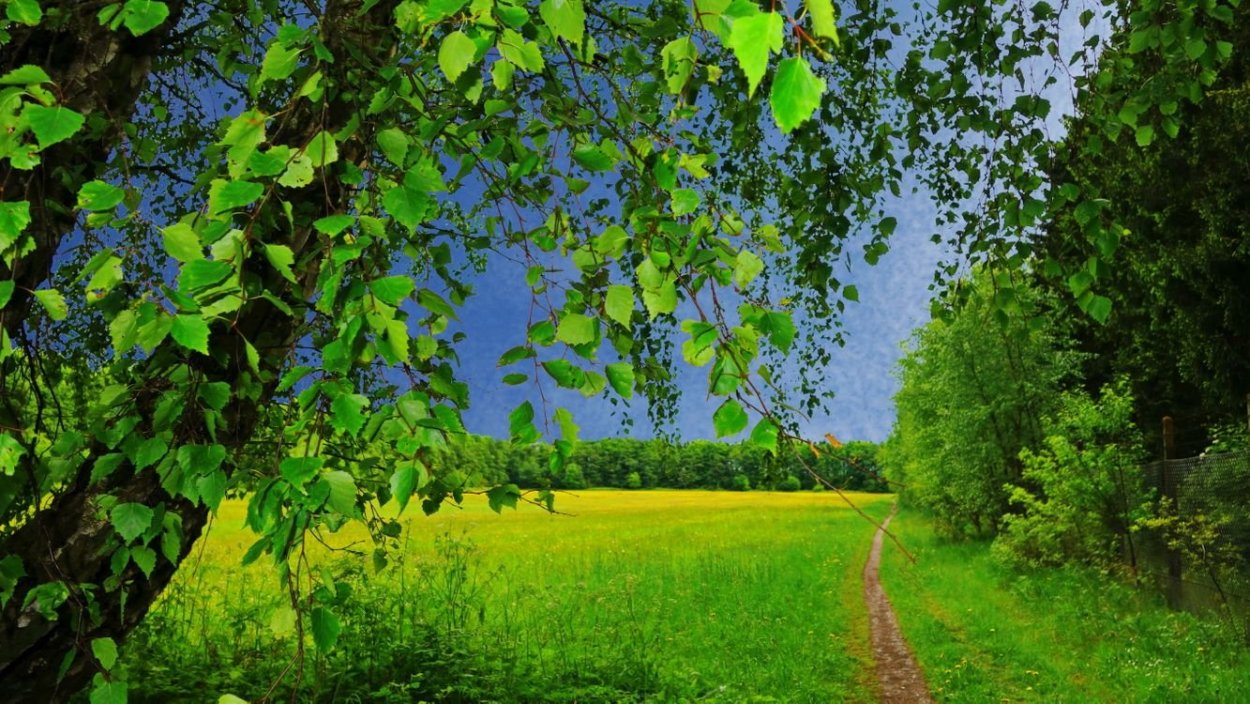 Поле на фоне леса