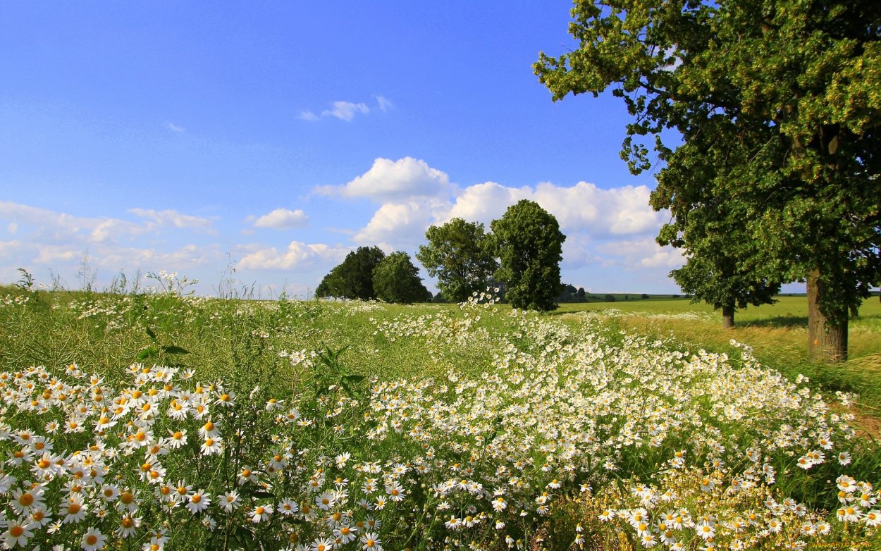 Суффолк Англия поля
