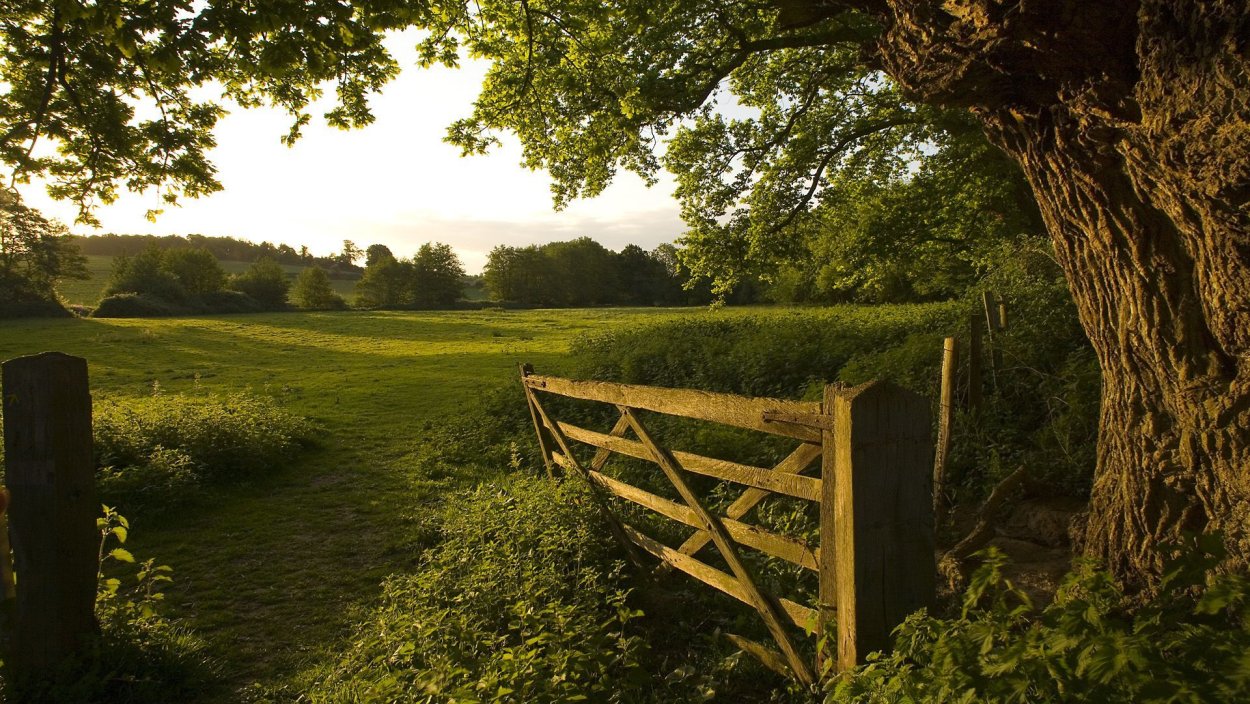 Пейзаж дерево и река