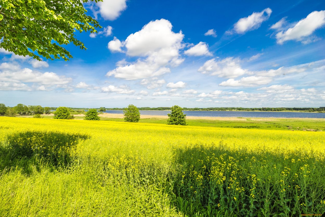 Лес поле река