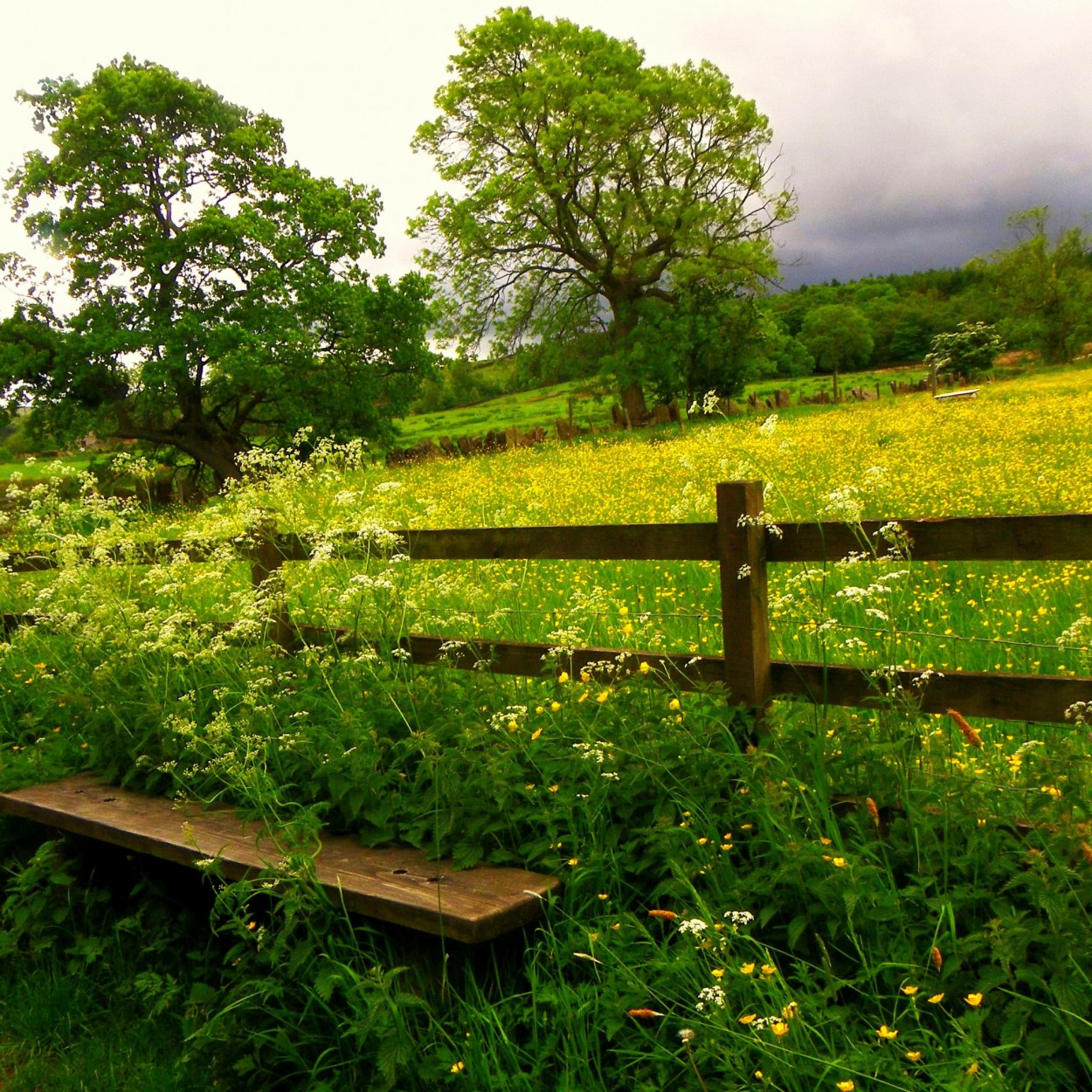 Река изгородь деревня лето
