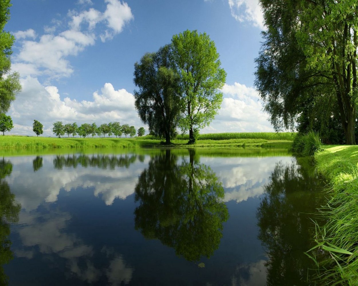 Берег реки с деревьями