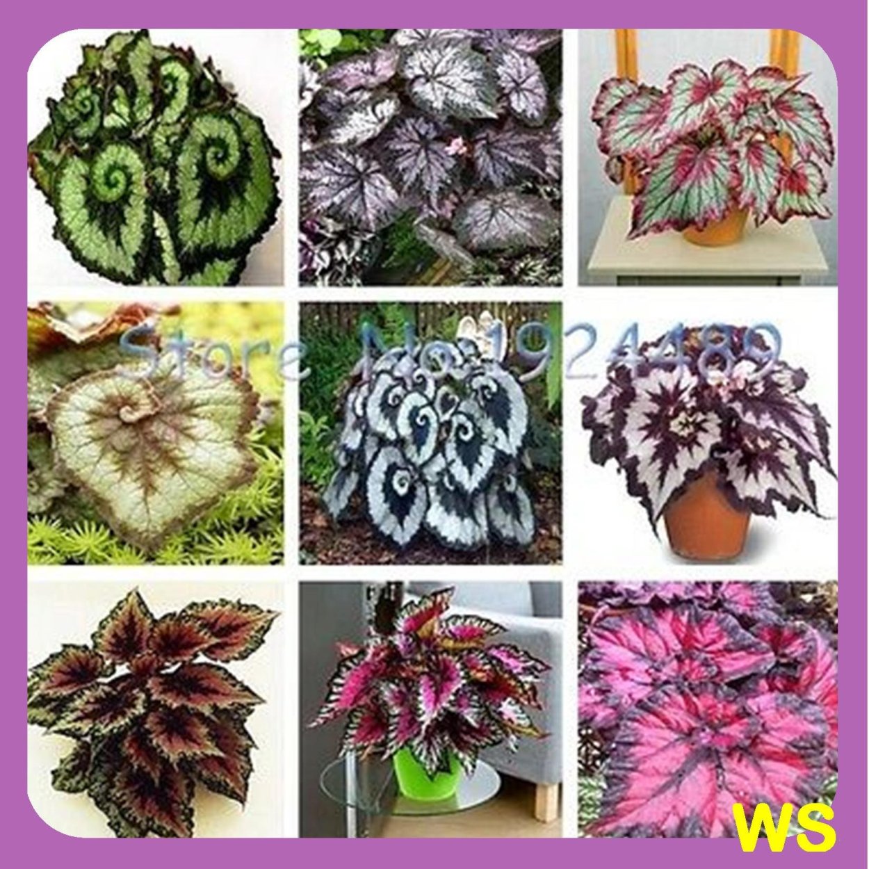 Begonia Flower Seeds