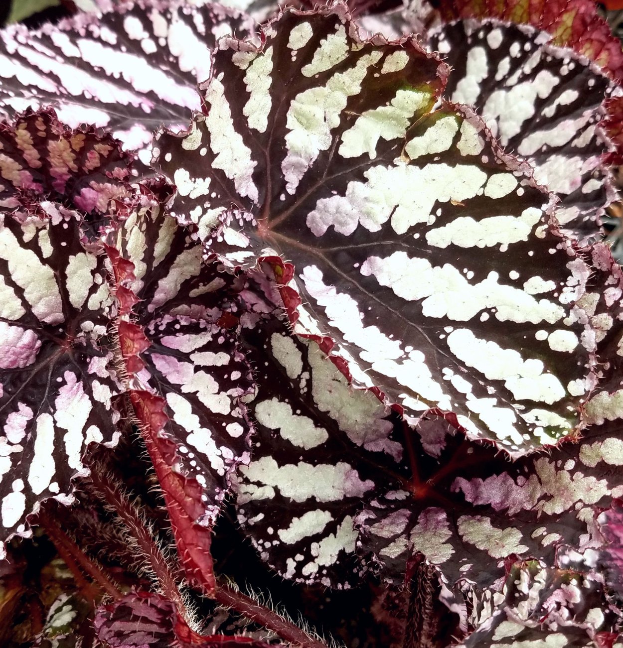 Бегония Casey Corwin