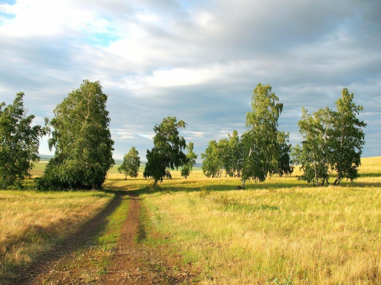 Ромашковое поле в деревне