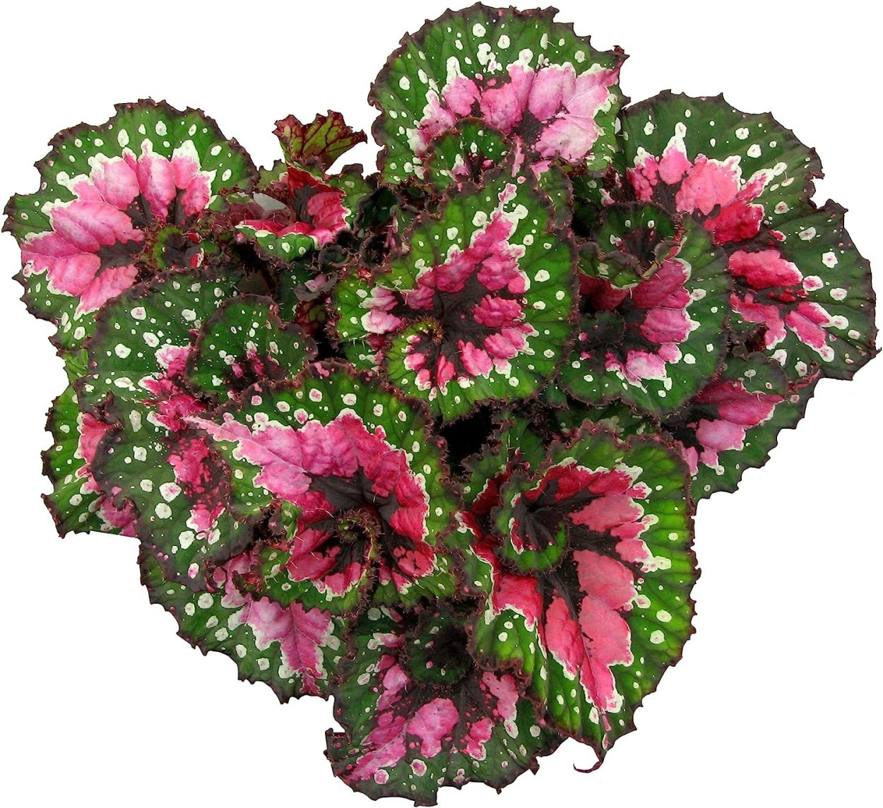 Бегония Пасодобль