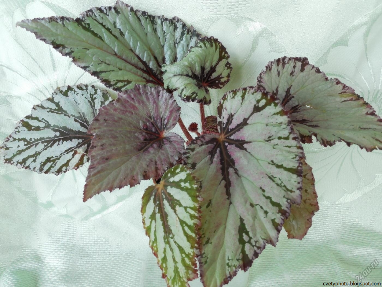 Бегония Королевская