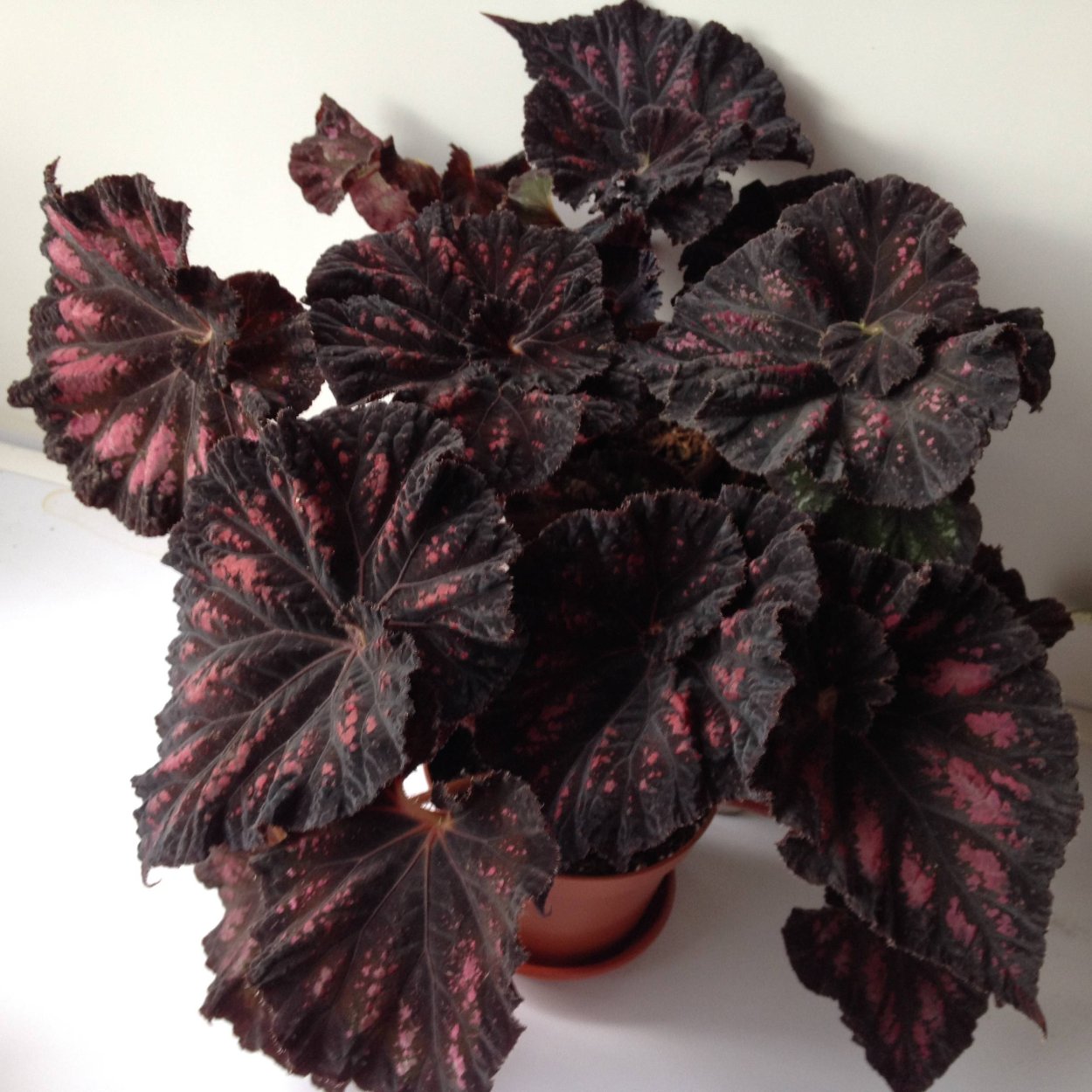 Бегония Raspberry torte